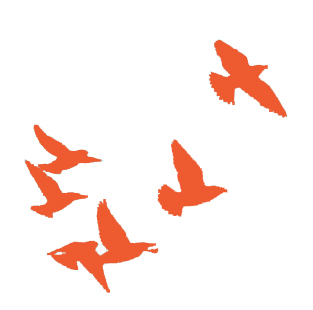 Illustrations d'oiseaux orange en plein vol