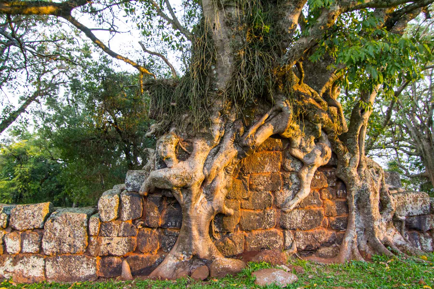 D’imposantes racines d’un arbre poussent au travers des ruines d’une vieille fondation en pierres.