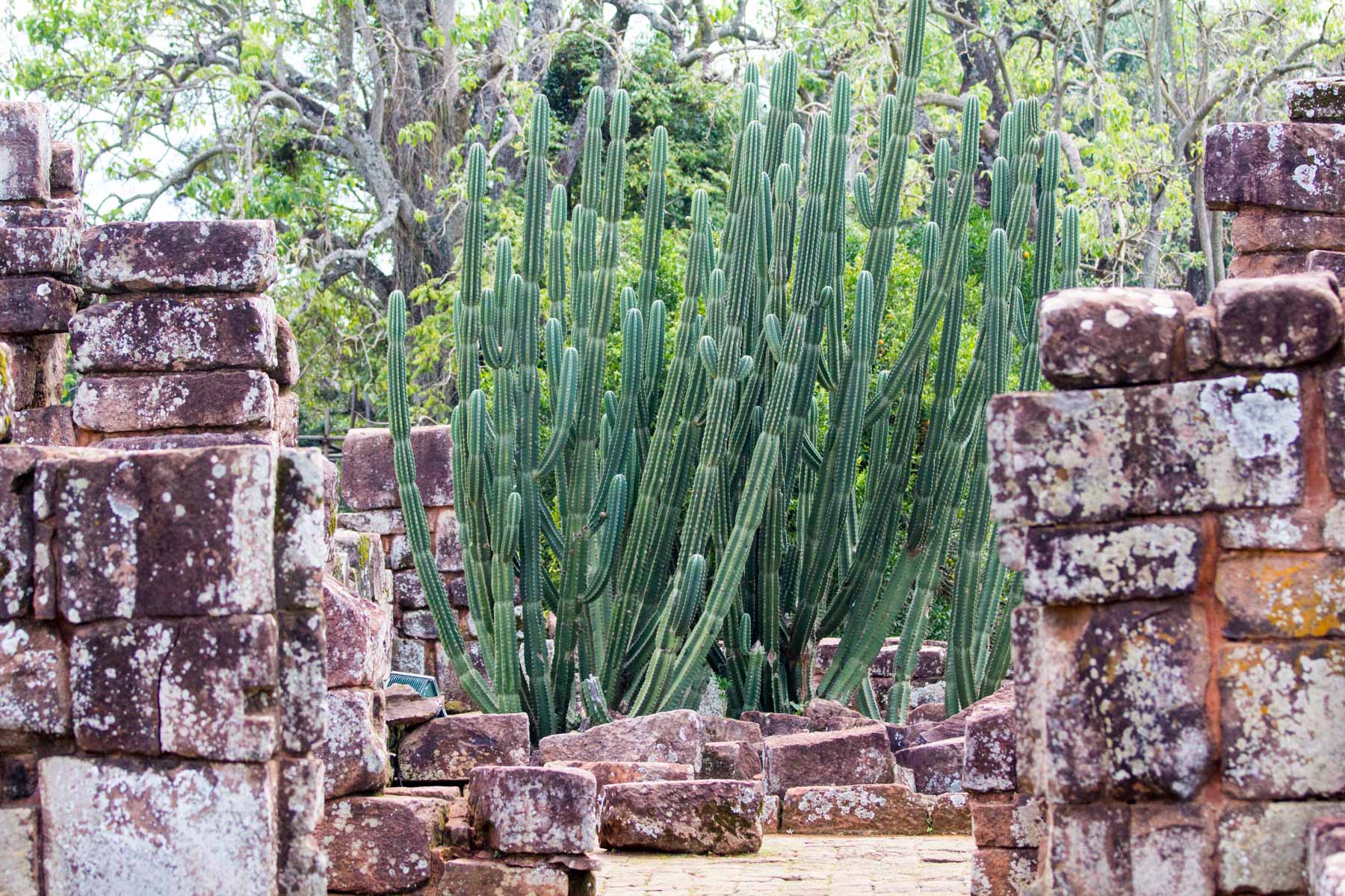 D’imposants cactus poussent à l’intérieur des ruines d’une vieille maison en pierres.
