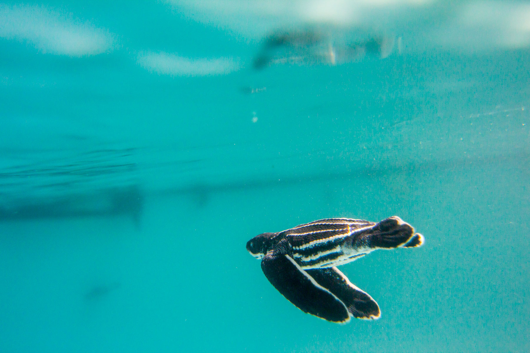 Un bébé tortue noir avec des lignes blanches nage dans un bassin.