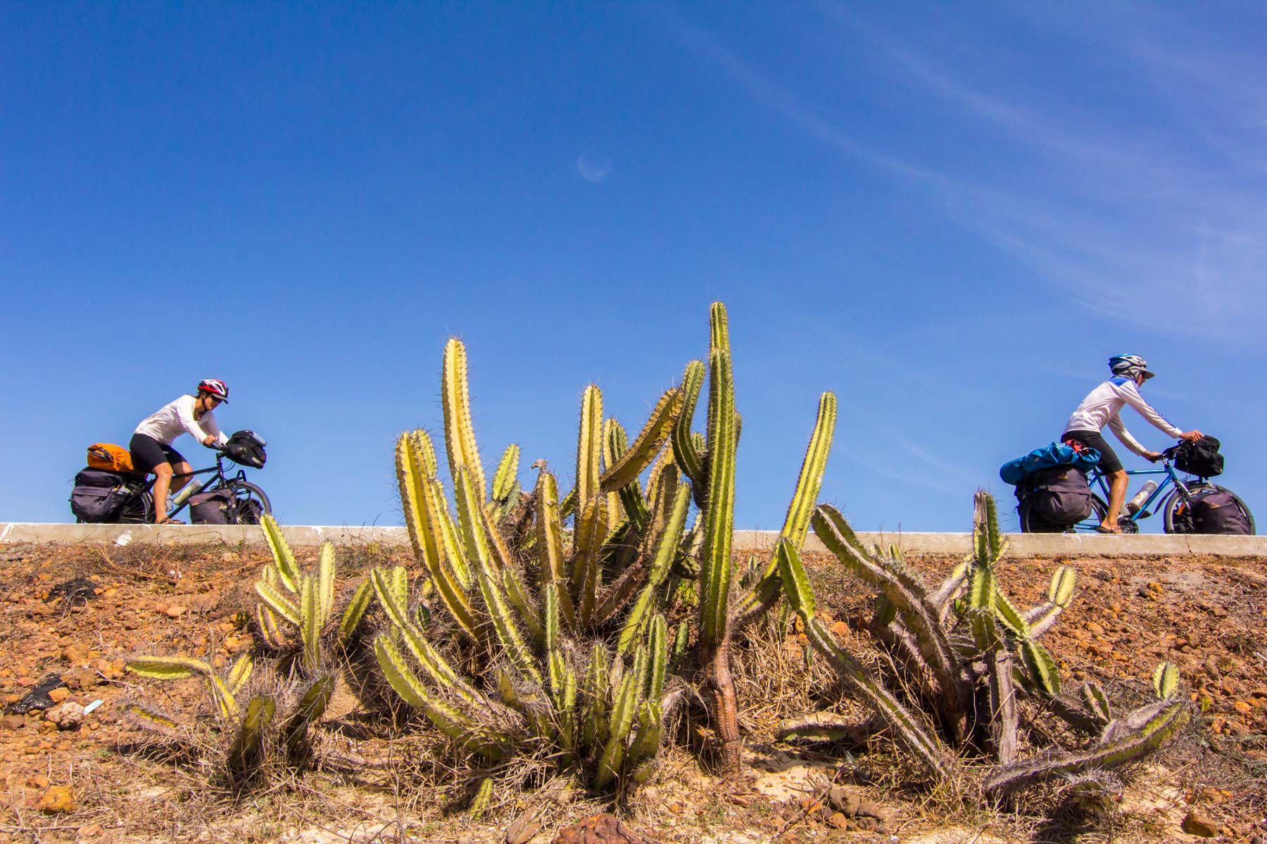 Imposants cactus entre deux cyclotouristes avec des chandails blancs qui roulent vers la droite.
