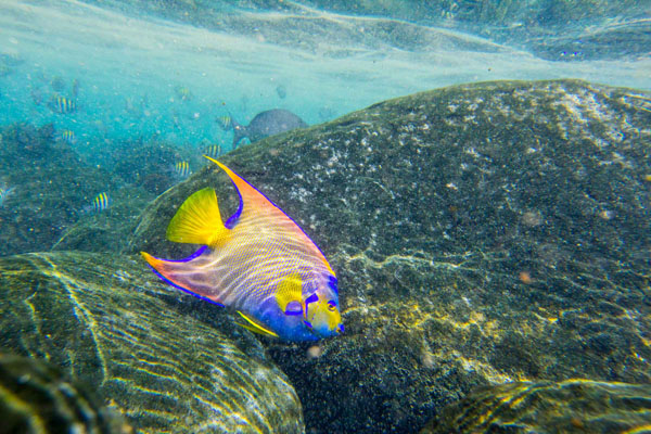 Vue sous-marine d’un poisson coloré nageant près de grosses roches recouvertes d’algues.