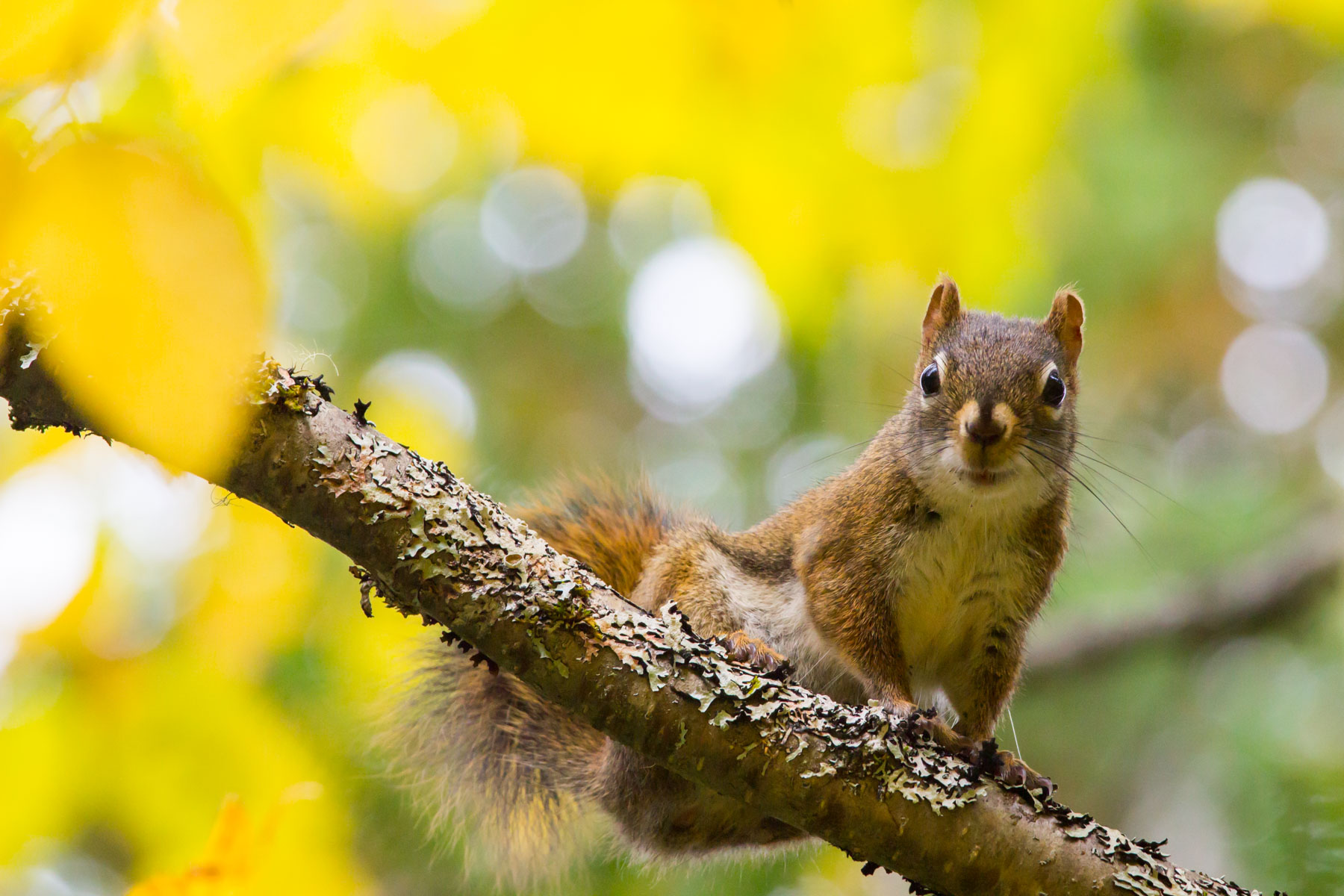 Dans un feuillage jaune et vert, un écureuil roux se tient perché sur une branche.