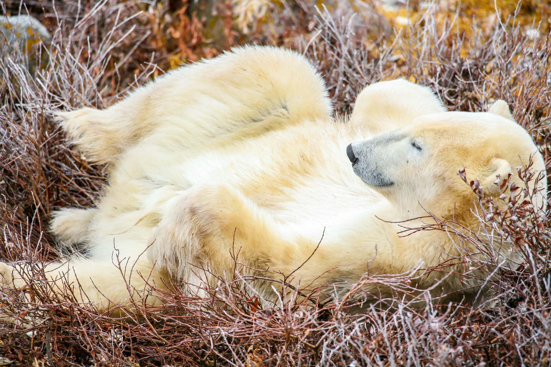 Au milieu d’une végétation sans feuillage, un ours polaire fait la sieste couché sur le dos.
