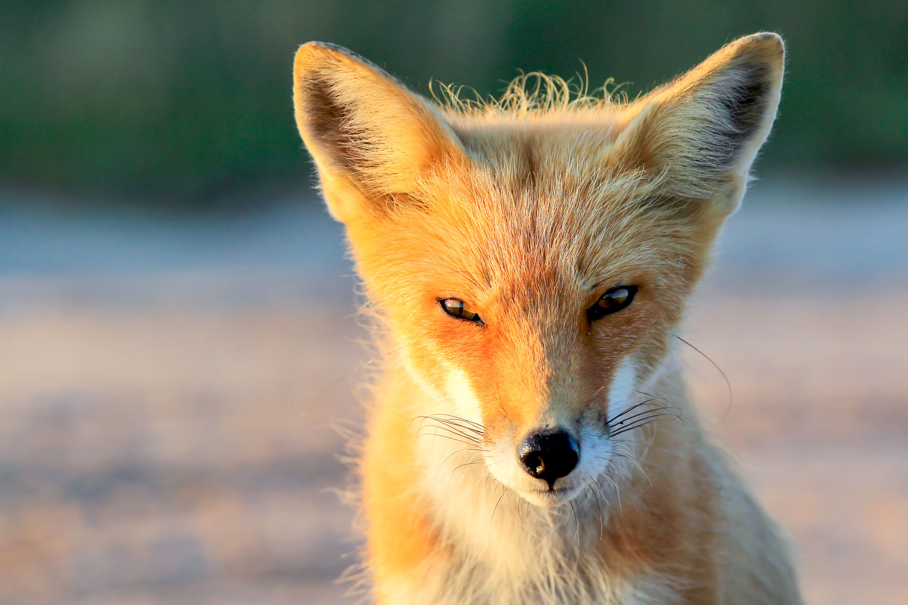 Dans la lumière orangée du soleil, gros plan d’un renard roux qui fixe la caméra.