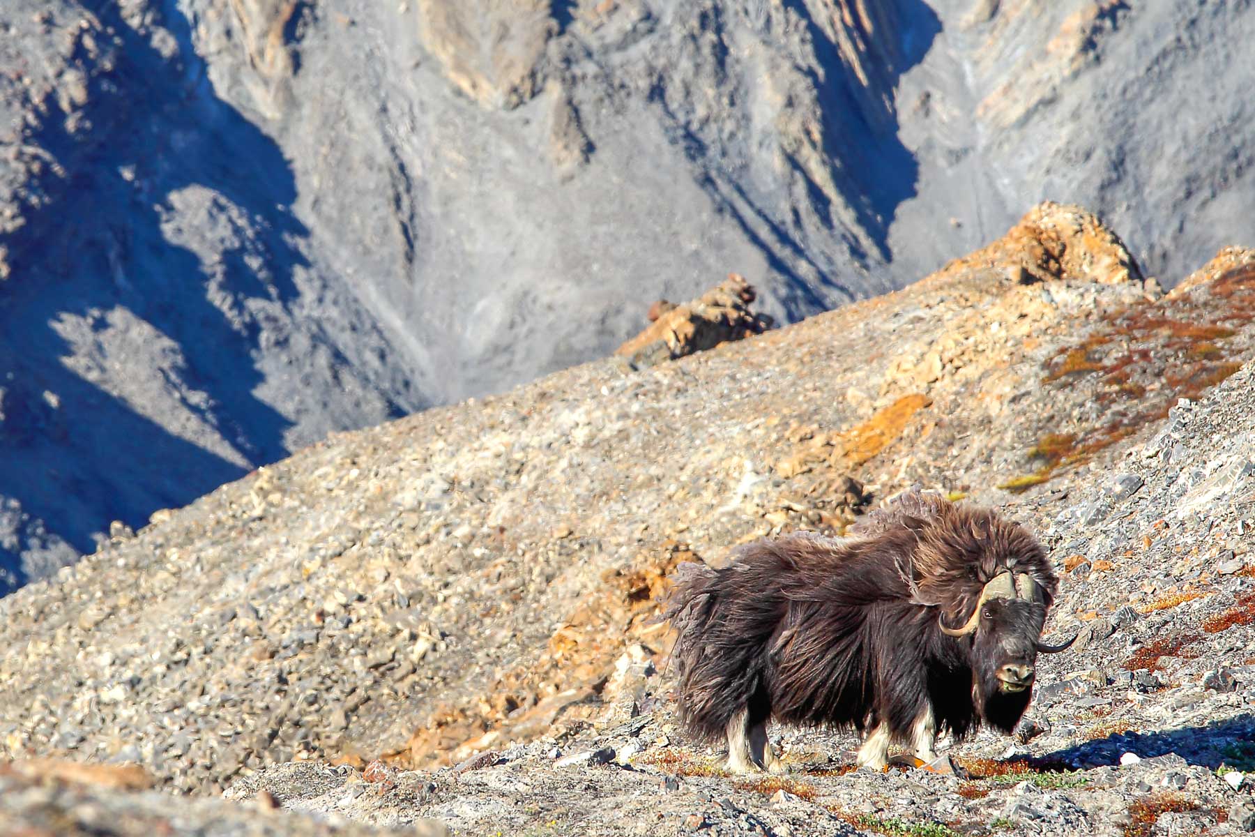 Devant un paysage montagneux aride, un bœuf musqué regarde la caméra.
