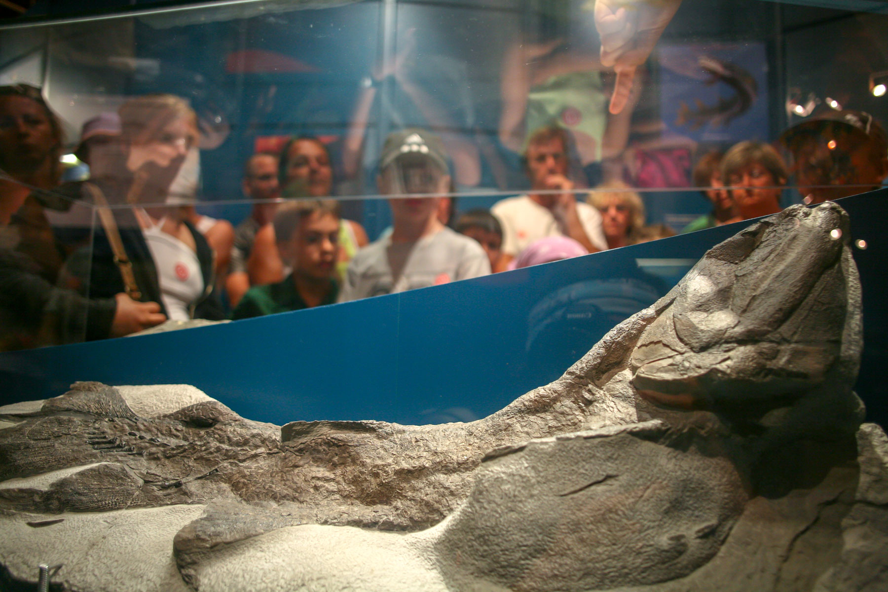 Fossile dans une vitrine avec un groupe de visiteurs à l’arrière-plan.