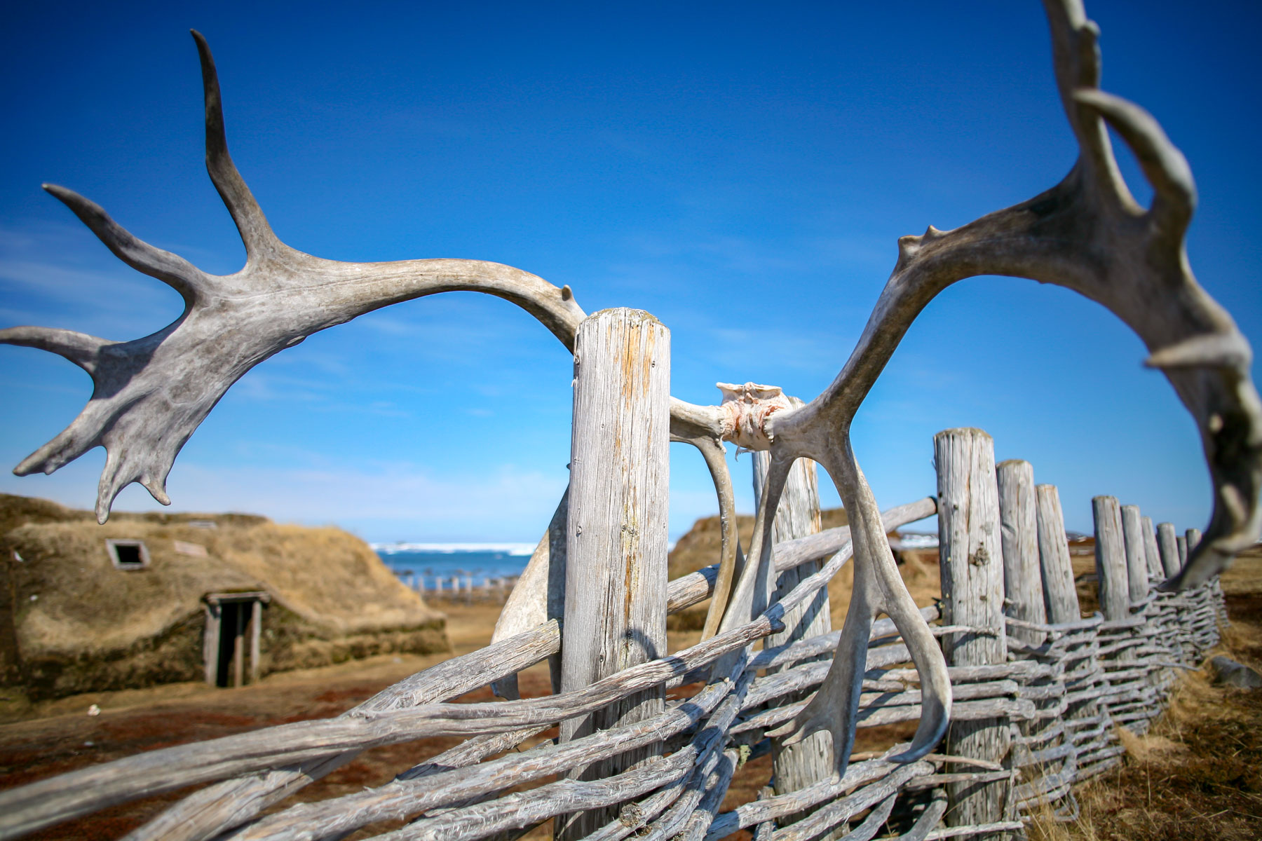Des bois de Caribou ornent une clôture du site devant une maison traditionnelle viking.