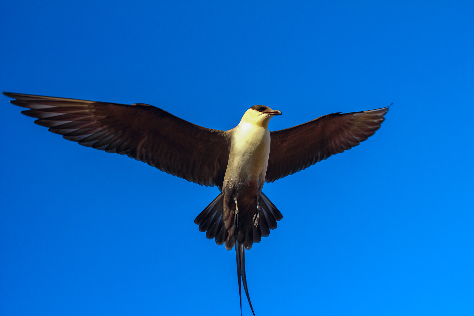 Sur fond de ciel bleu, un labbe à longue queue déploie ses ailes.