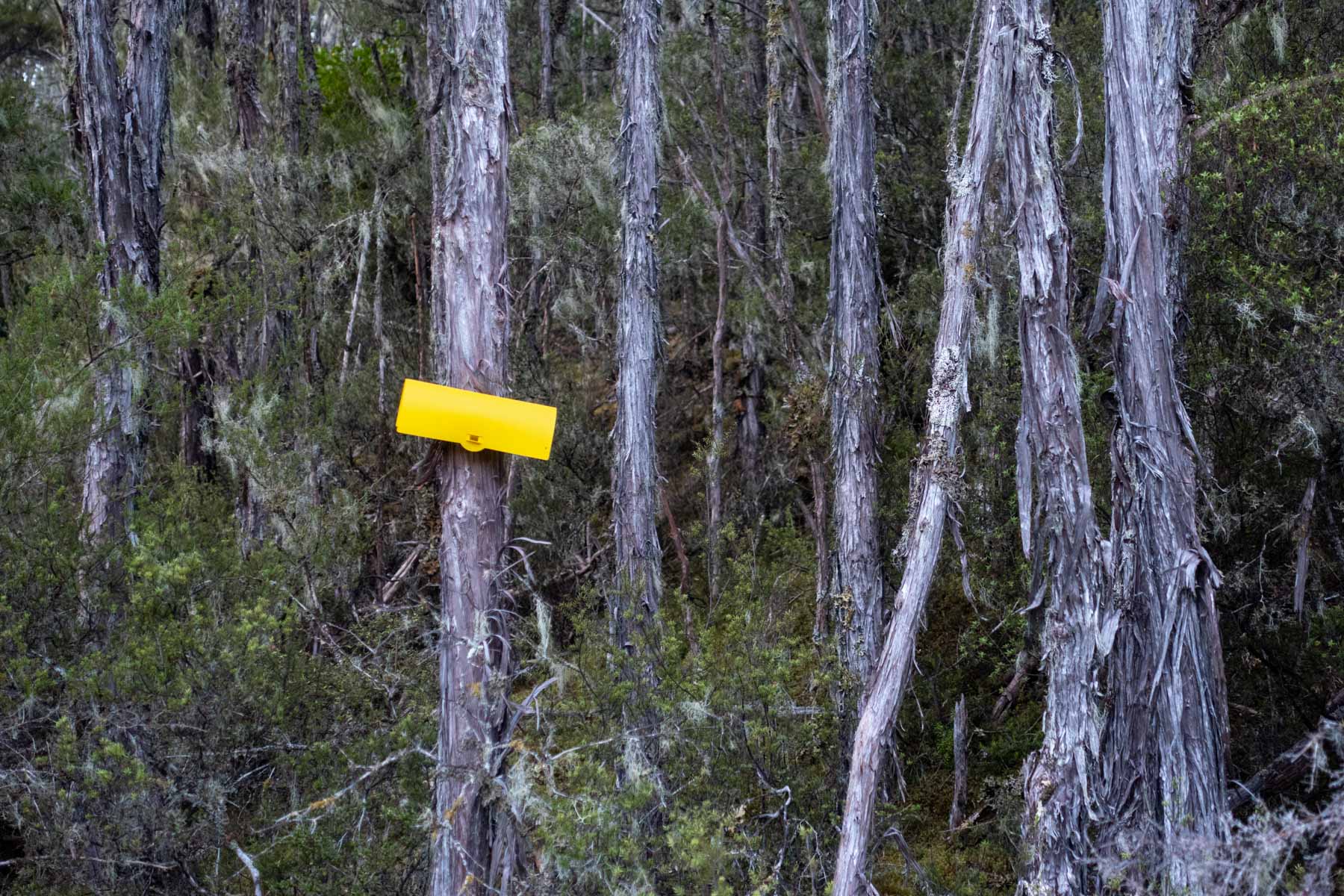 Dans la forêt, une petite boîte en plastique jaune est fixée sur un arbre.