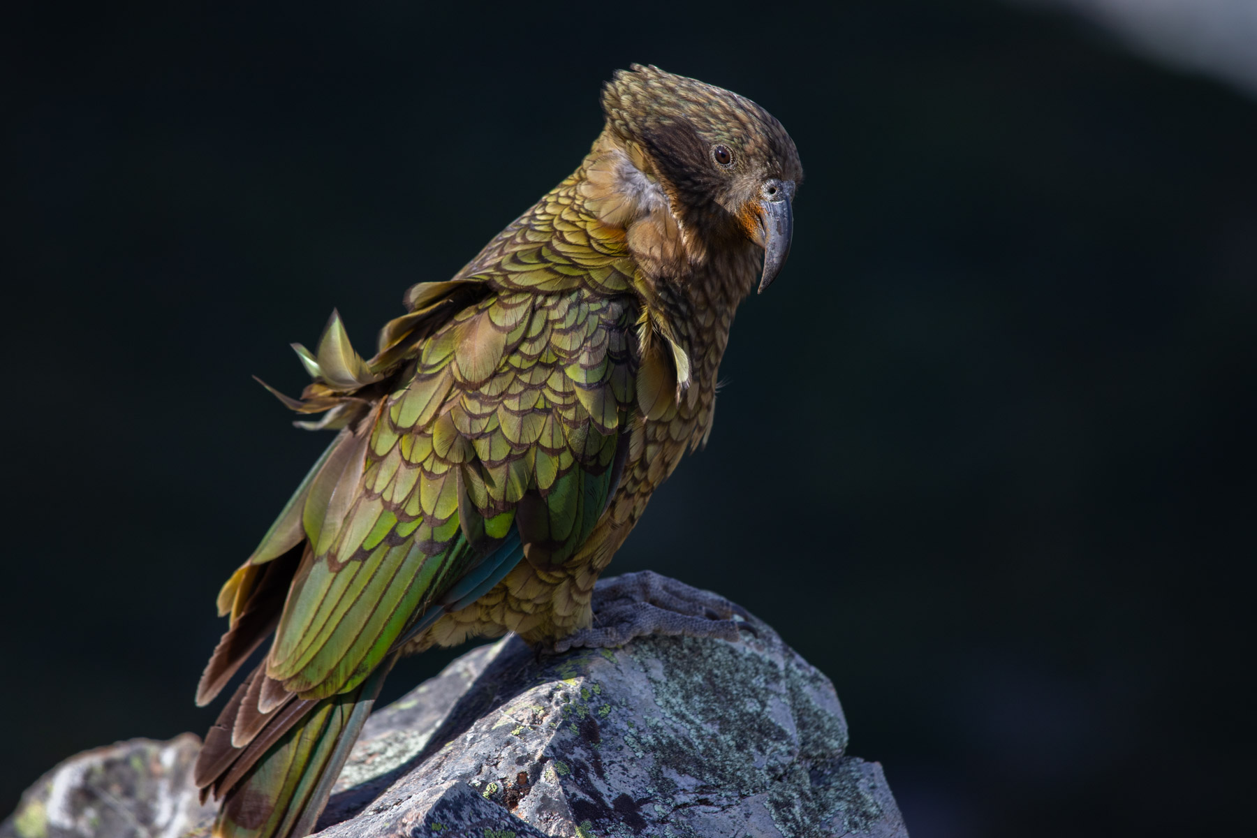 Un perroquet Kea posé sur une roche regarde le photographe.
