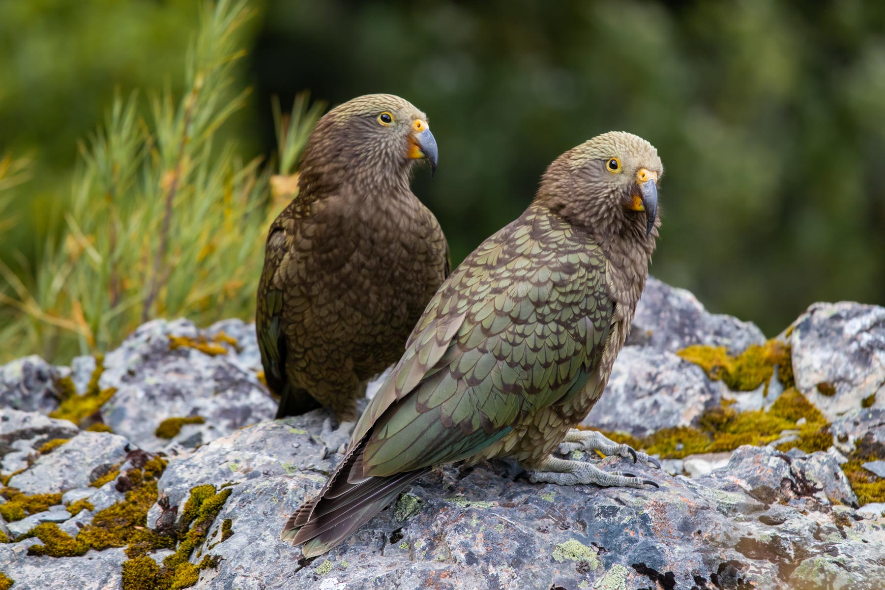 Posé sur un rocher, un couple de kea regarde le photographe.