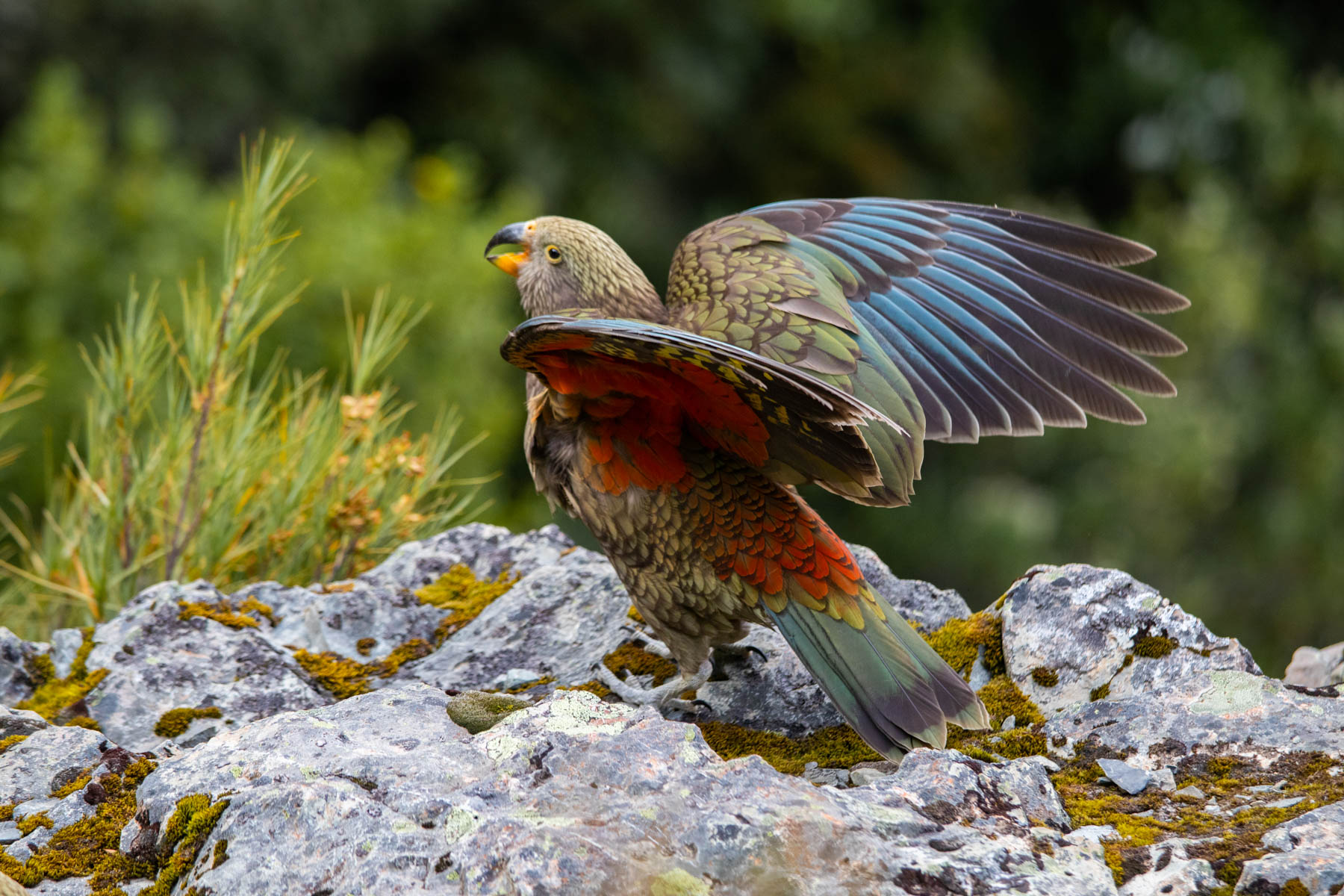 Posé sur un rocher, un kea déploie ses ailes.
