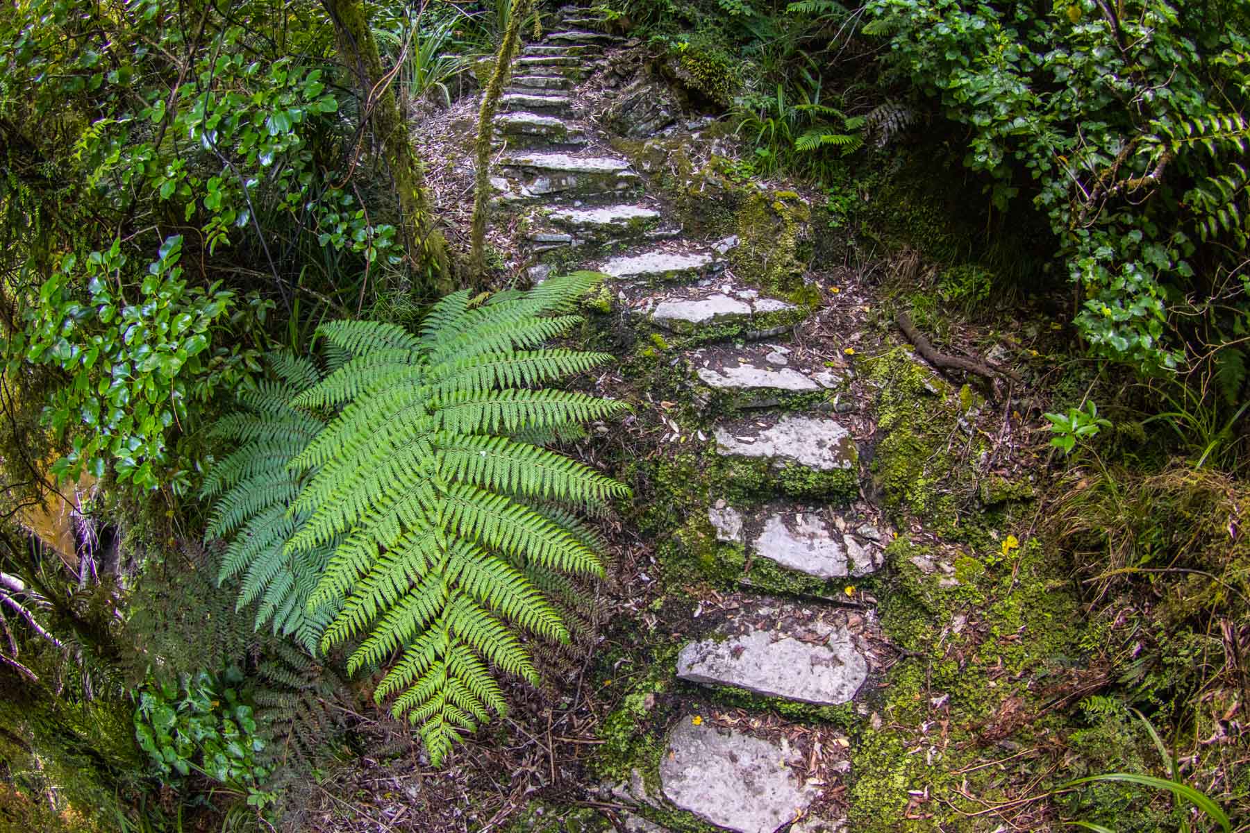 Un escalier fait de blocs de pierre plate grimpe dans la forêt où d’immenses fougères bordent le chemin.