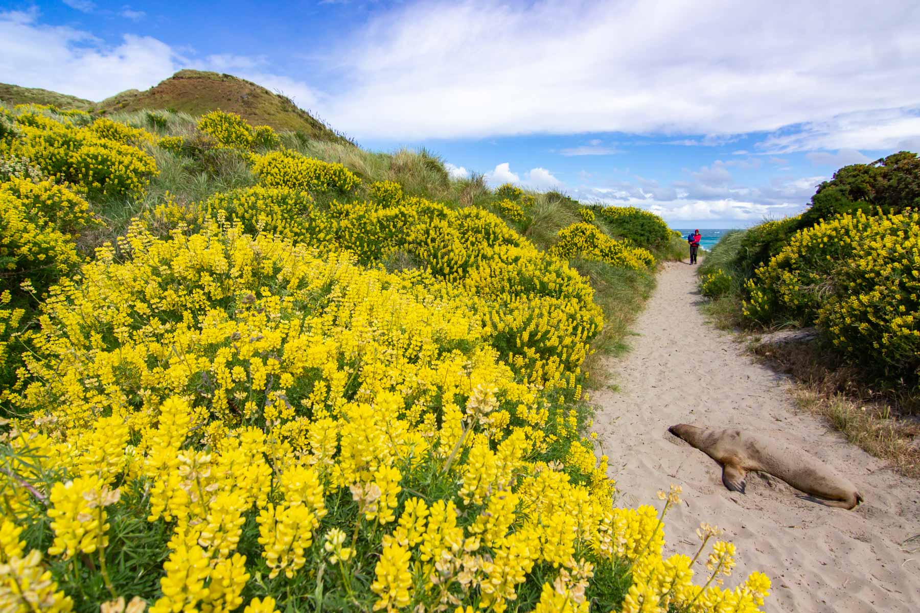 Femelle lion de mer assoupie sur le sable d'un sentier bordé de fleurs jaunes.