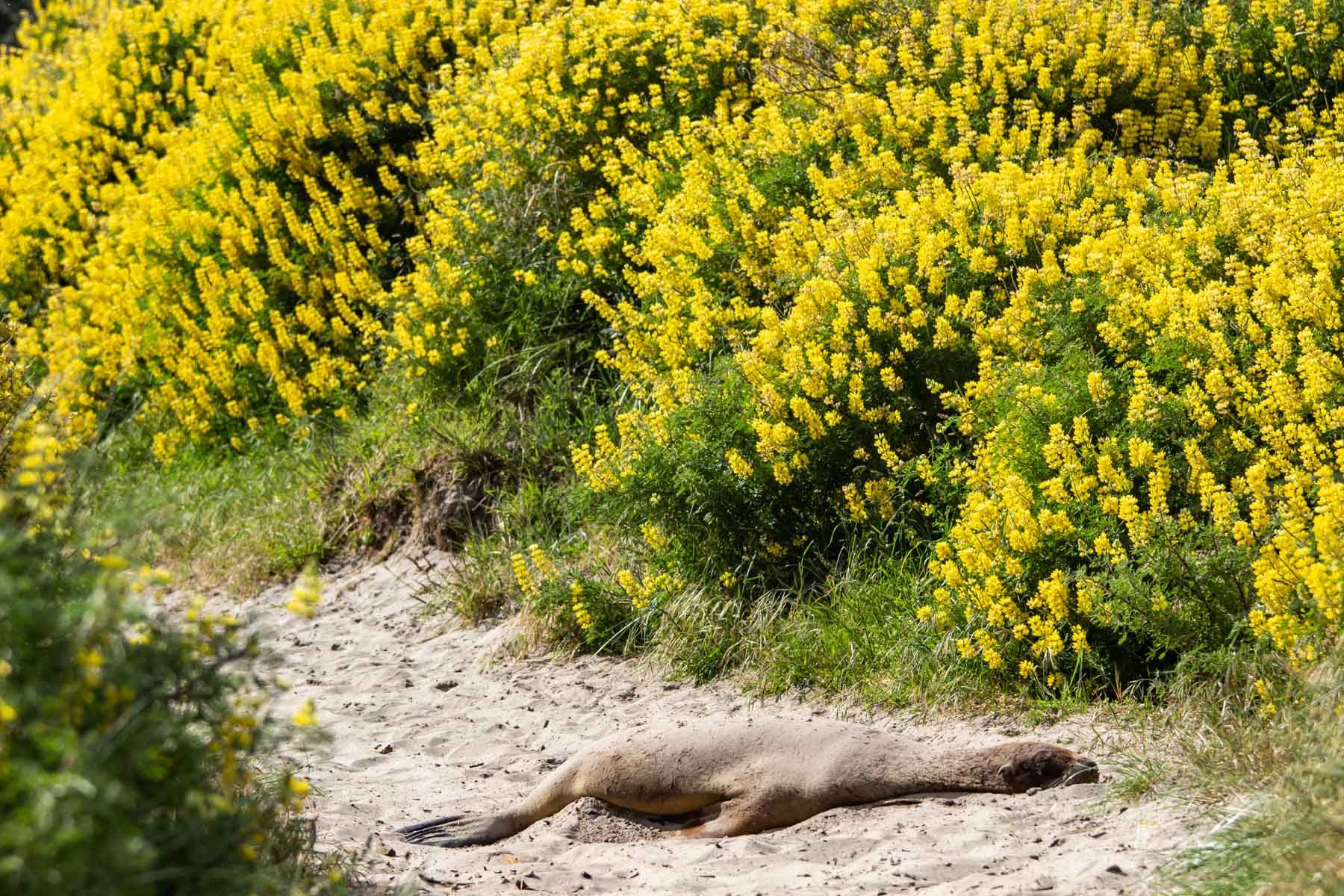 Une femelle lion de mer dort en plein milieu du chemin de sable menant à la plage Allans.