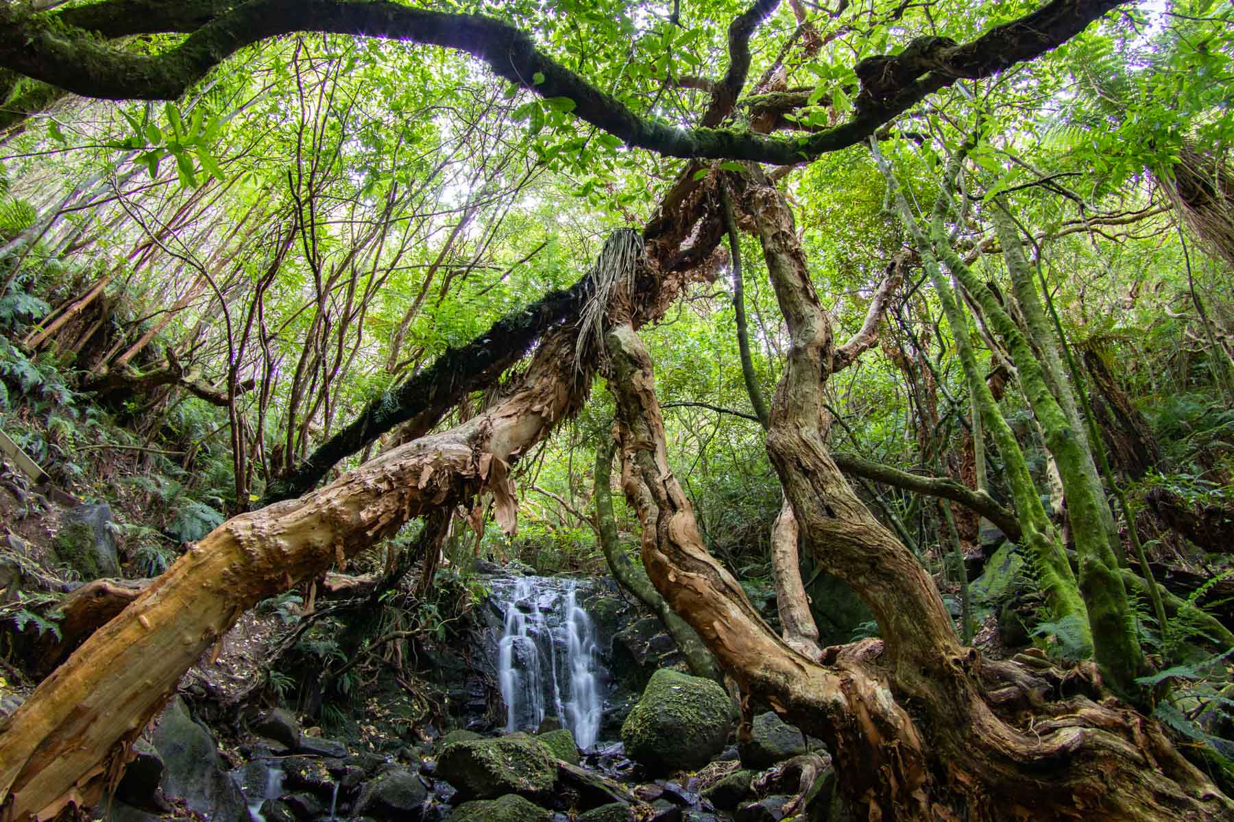 Au cœur d’une forêt verdoyante, des arbres tortueux s’élancent vers les hauteurs alors qu’une cascade coule le long d’une petite falaise.