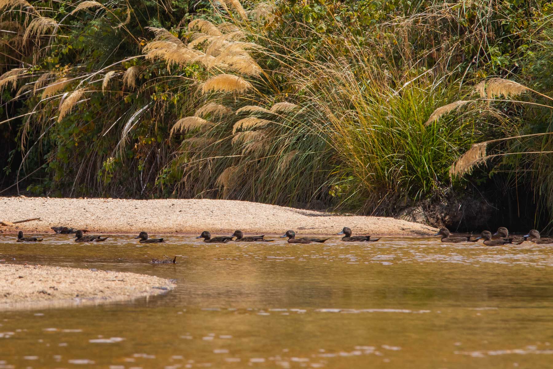 Une dizaine de canards bruns se déplace sur une rivière près d’une plage avec de grandes graminées.