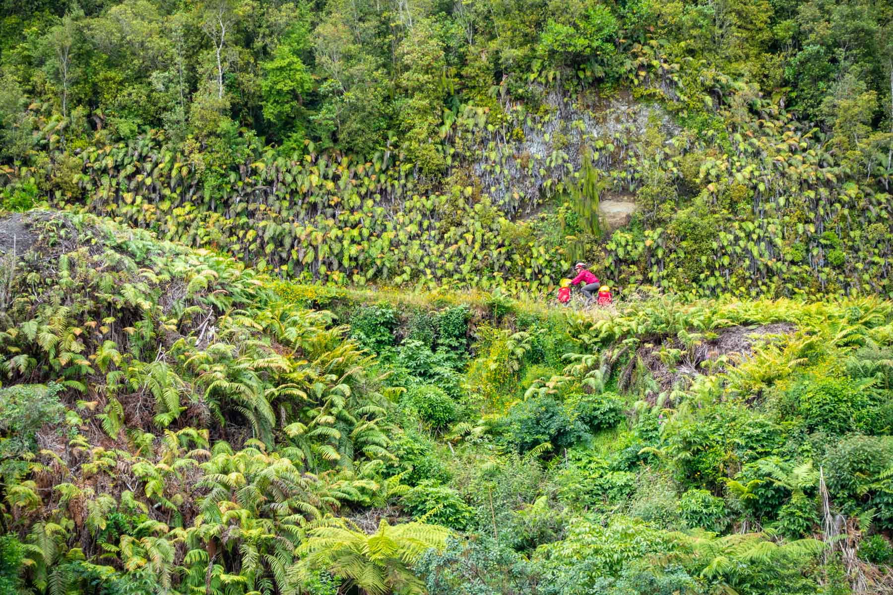 A woman rides her bicycle surrounded by lush fern vegetation.