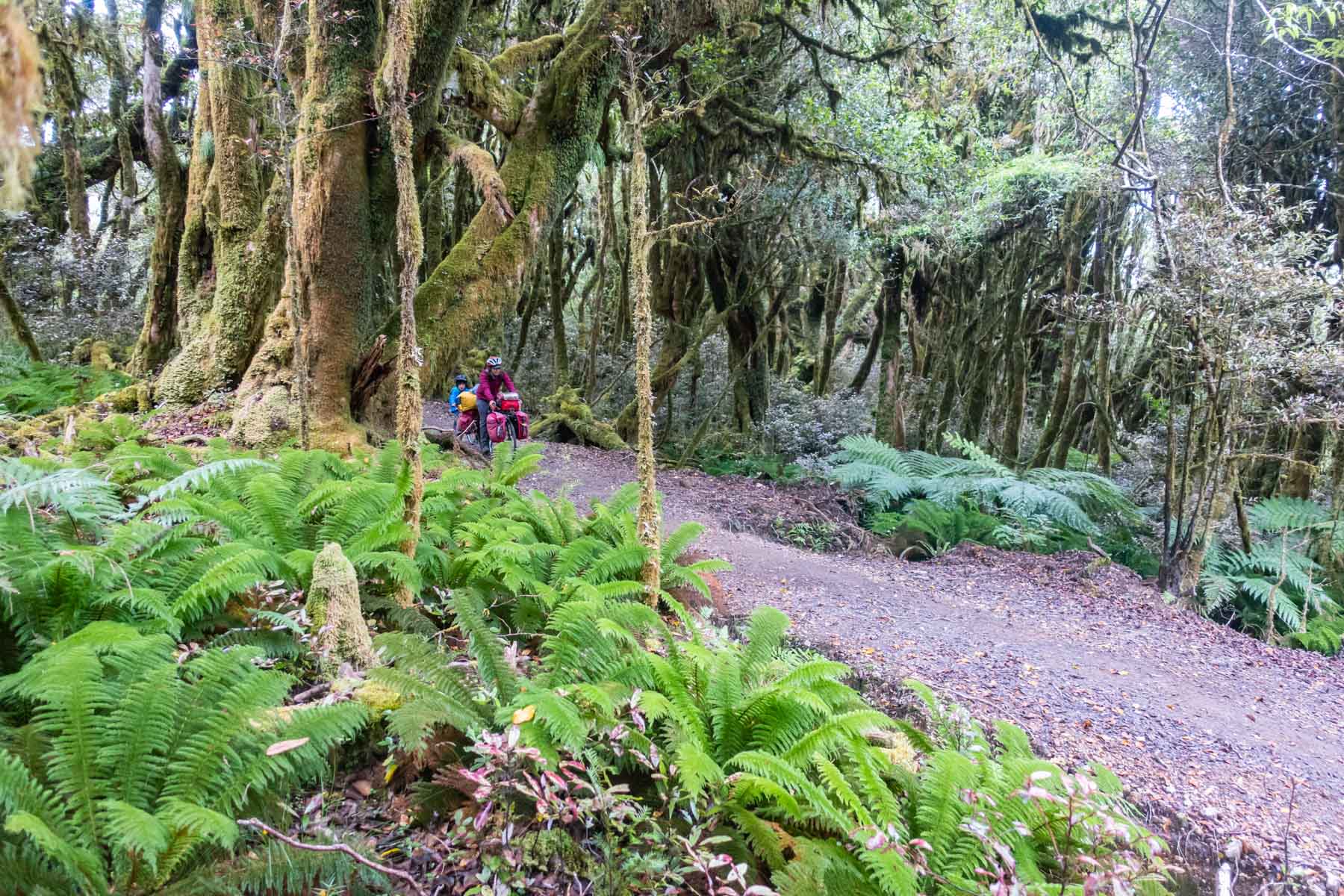 Une femme et son fils roulent à vélo sur un petit chemin entouré par des fougères et des arbres recouverts de mousse.