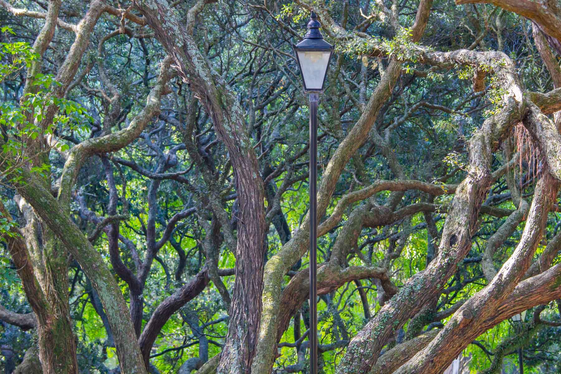 Un lampadaire noir de style antique se dresse au milieu d’arbres verdoyants et aux troncs biscornus.