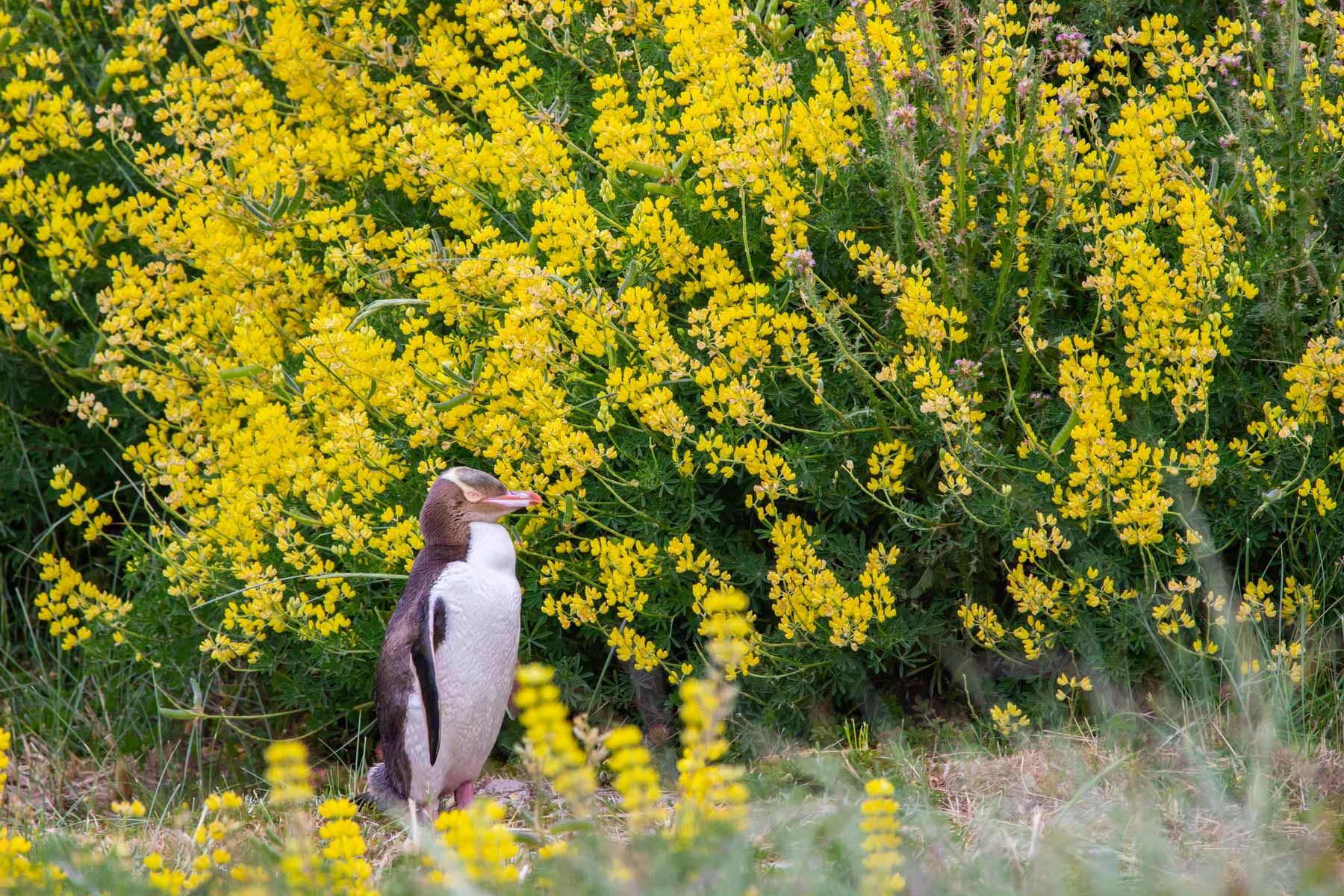 Un manchot à œil jaune marche sur un petit sentier entouré de lupins jaunes.